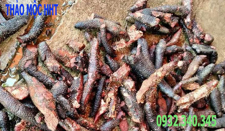 bì gai nâu - Tại sao gọi là bì gai nâu