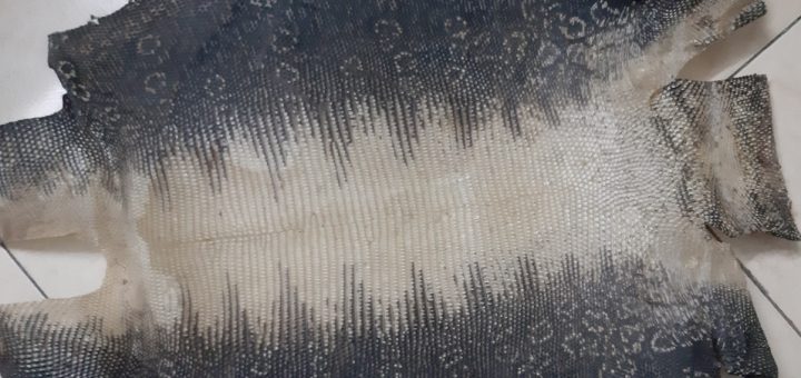 mua da kỳ đà ở đâu